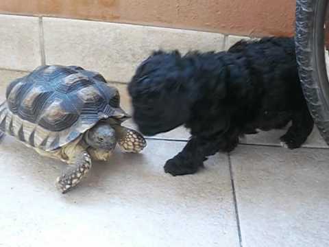 Caniche mini toy (negro) - YouTube