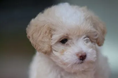 caniche toy | Cuidar de tu perro es facilisimo.com