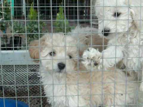CANICHES MINI TOY - ABRIL 2010 - YouTube