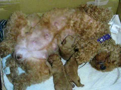 Caniches Toy bebe tomando la teta - YouTube Caniches Toy bebe tomando la teta - YouTube