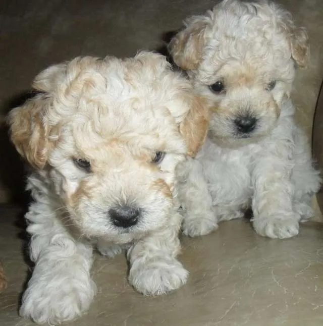 Caniche bebé - Imagui