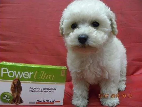 Caniches toy mini blancos 45 dias (011) 4636-1414 vac. desp ... Caniches toy mini blancos 45 dias (011) 4636-1414 vac. desp ...