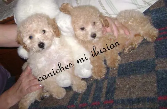 Caniches toy y mini toy blancos rojos y apricot - Villa Urquiza ...
