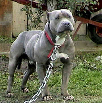 american pitbull