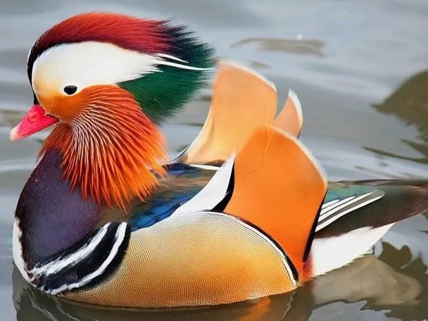El pato mandarím es el más hermoso del mundo: Rincón Abstracto El pato mandarím es el más hermoso del mundo: Rincón Abstracto