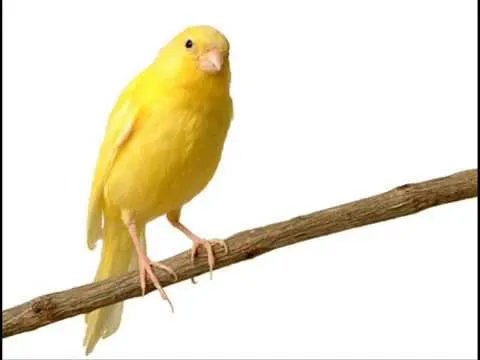 EL CANTAR DE LOS PAJAROS Pajarillos Cantando Hermosas Melodias ...