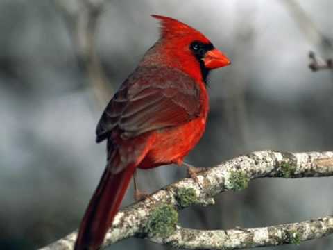 EL CANTAR DE LOS PAJAROS - YouTube