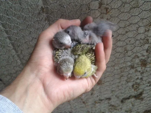 Cantinho das Aves: Os meus Periquitos Australianos bebes