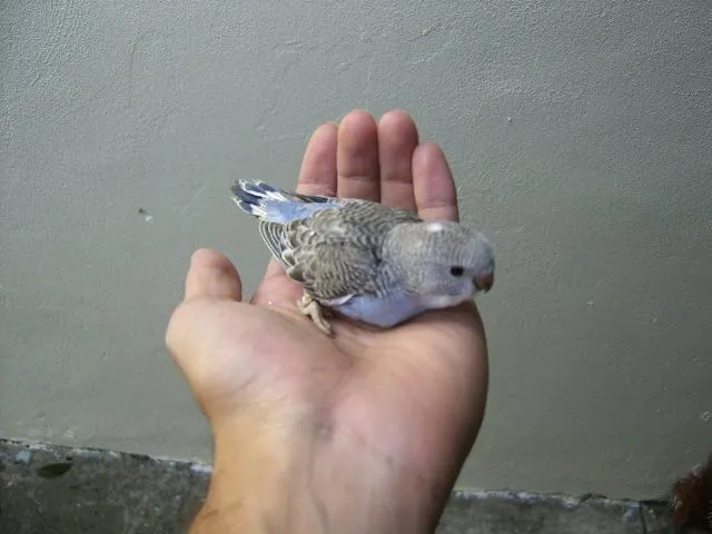 Cantinho das Aves: Os meus Periquitos bebes