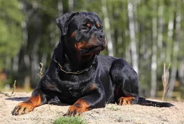Tal cão, tal dono: donos de cães considerados agressivos são mais ...