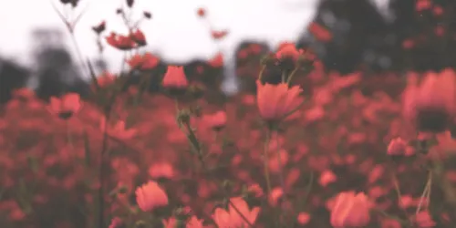 Capa para twitter - flores by FernandaPrixPio on DeviantArt Capa para twitter - flores by FernandaPrixPio on DeviantArt