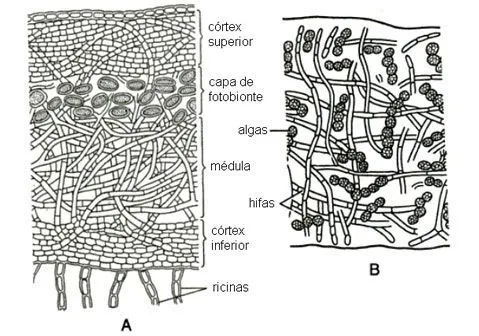 capas-liquen.jpg capas-liquen.jpg