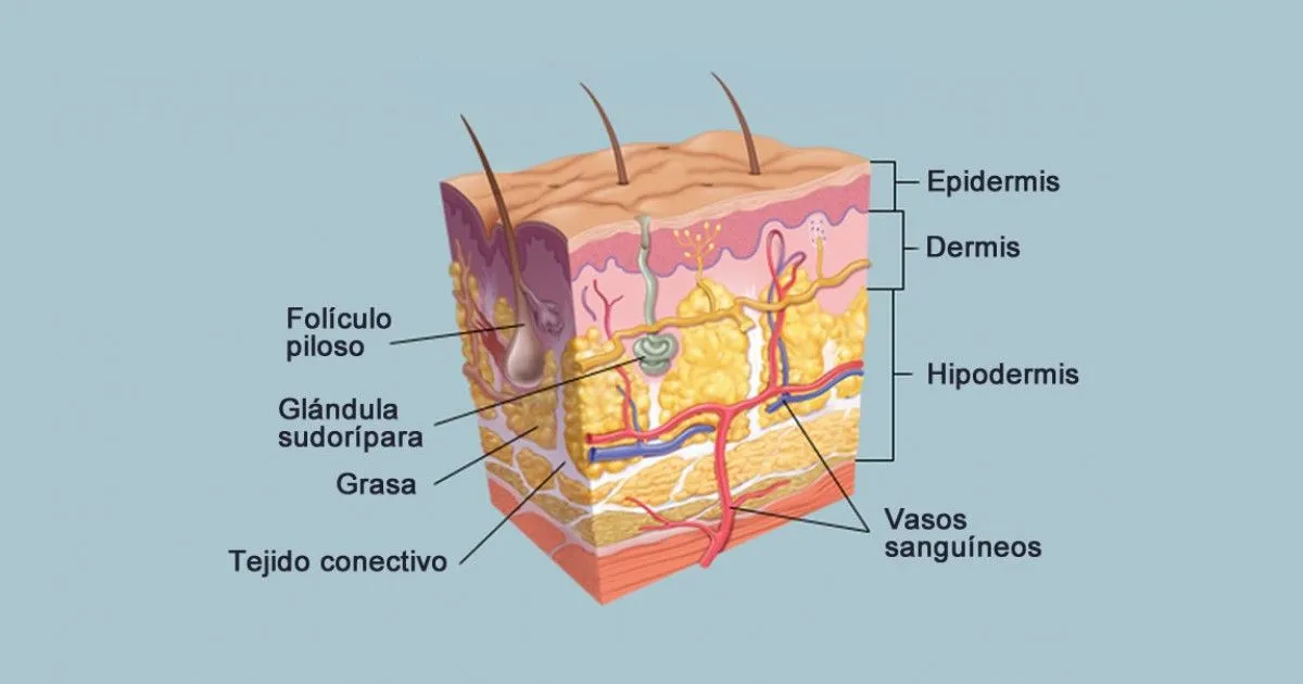 Las 3 capas de la piel: funciones, anatomía y características