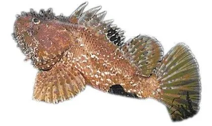 CAPITULO-15 Peces peligrosos