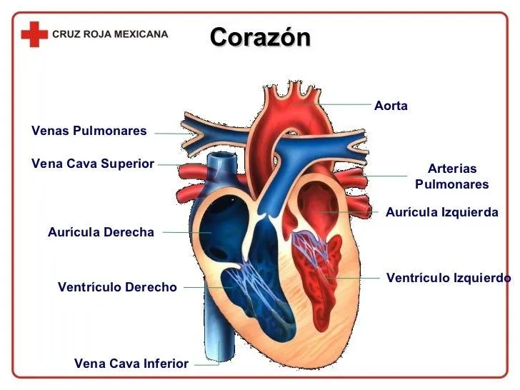 CapíTulo 04 El Cuerpo Humano