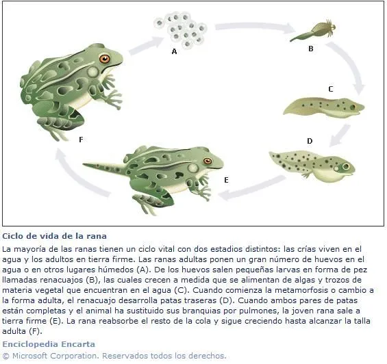 Capítulos de Zoología - Artiodáctilo - Apuntes-- - Página 3 ...