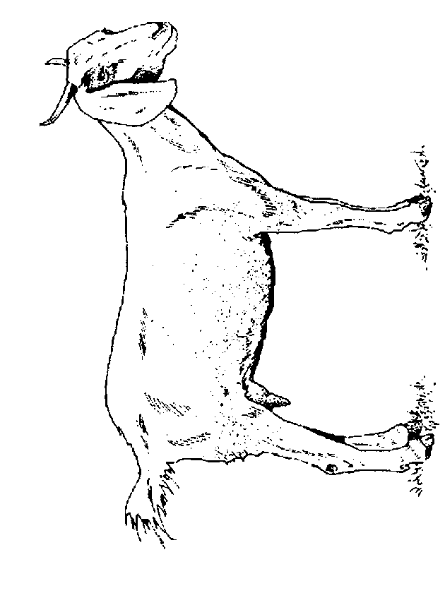 Capra - disegni da colorare - Bambini - Disegni - Disegnare ... Capra - disegni da colorare - Bambini - Disegni - Disegnare ...