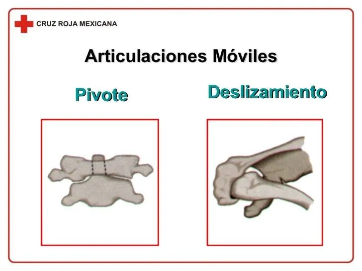 captulo-04-el-cuerpo-humano-31 ...