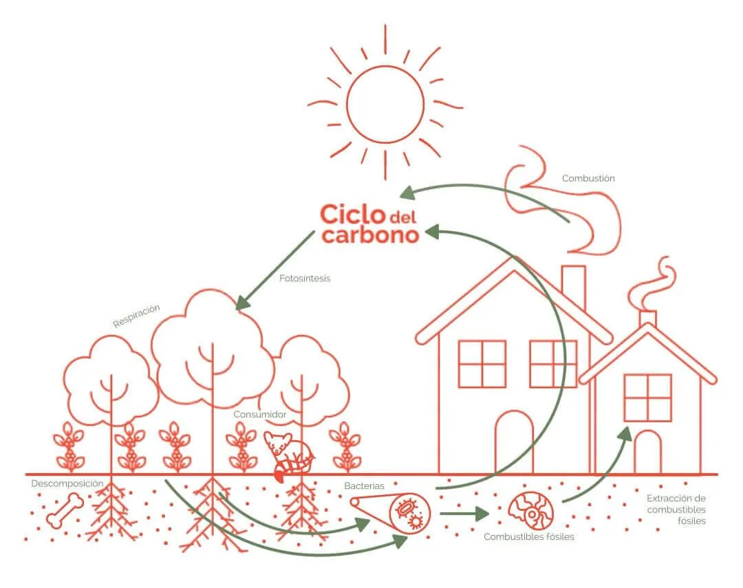 Captura de Carbono en Cafetales Bajo Sombra | El ciclo del carbono, un  proceso bioquímico que transforma el planeta