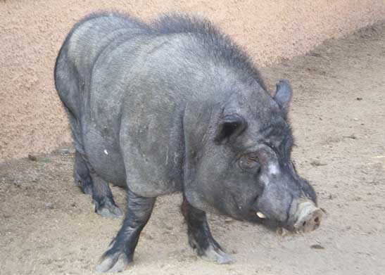 Capturan un cerdo vietnamita confundido con un jabalí en Elche ... Capturan un cerdo vietnamita confundido con un jabalí en Elche ...