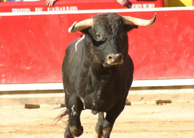 CARA A CARA: Toros.