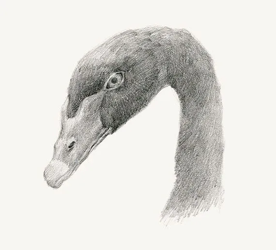Cara del cisne negro lápiz de dibujo a imprimir 5 x por minyoplanet Cara del cisne negro lápiz de dibujo a imprimir 5 x por minyoplanet