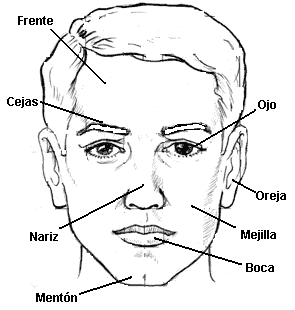 Cara de un hombre para colocar los nombres de sus partes, colorear ... Cara de un hombre para colocar los nombres de sus partes, colorear ...
