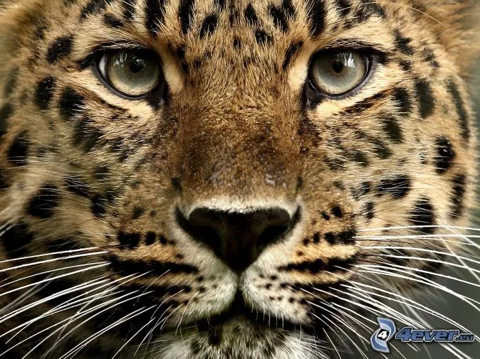 Cara de leopardo - Imagui