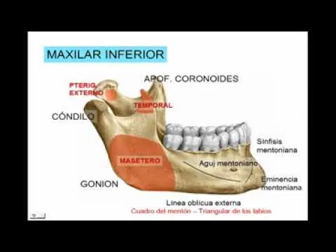 CARA 3 - MAXILAR INFERIOR Diagnostico X - YouTube