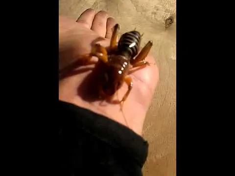 Cara de niño insecto - Imagui