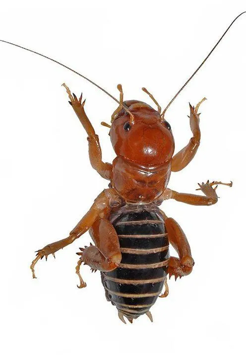 El Cara de niño (Stenopelmatus sp.) es un insecto pariente de ...