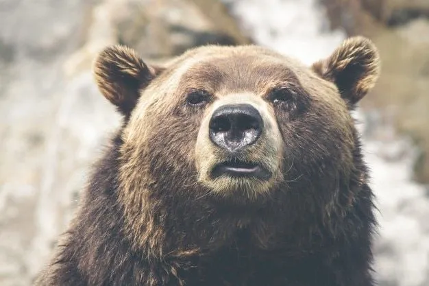 Oso Pardo | Fotos y Vectores gratis