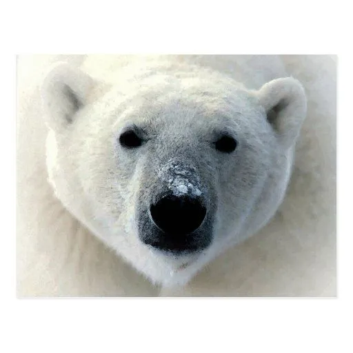 Cara del oso polar postal de Zazzle.