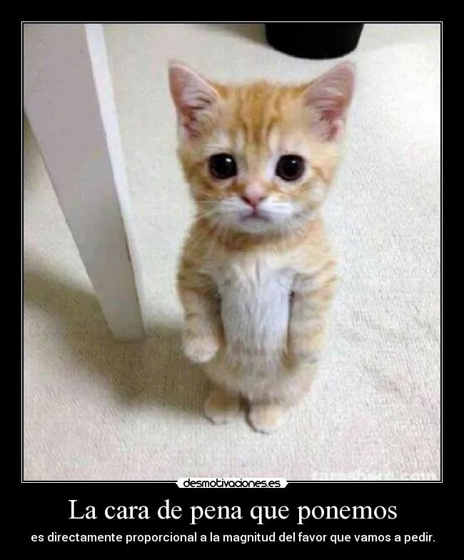La cara de pena que ponemos | Desmotivaciones La cara de pena que ponemos | Desmotivaciones
