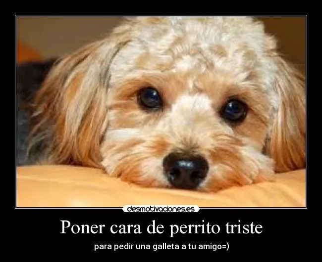 Poner cara de perrito triste | Desmotivaciones
