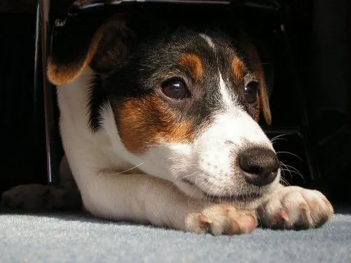Caras de perro, fotos que muestran sentimientos - Taringa! Caras de perro, fotos que muestran sentimientos - Taringa!