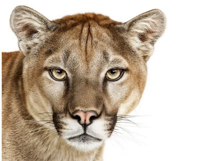 FOTOGRAFIAR ANIMALES INVISIBLES: Criaturas de Andrew Zuckerman FOTOGRAFIAR ANIMALES INVISIBLES: Criaturas de Andrew Zuckerman