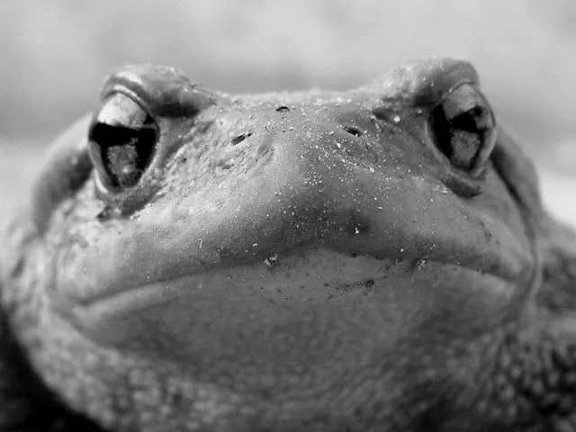 Cara de Sapo Común | Flickr - Photo Sharing! Cara de Sapo Común | Flickr - Photo Sharing!