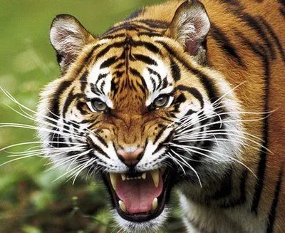 Cara del tigre - Imagui