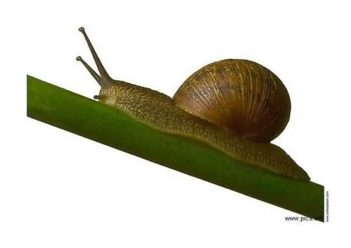Un caracol bohemio | la isla que me habita