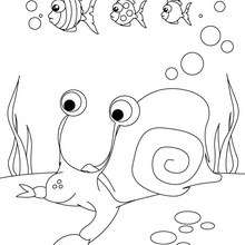 de un caracol de mar - Dibujos para Pintar y Colorear - Dibujos para ... de un caracol de mar - Dibujos para Pintar y Colorear - Dibujos para ...