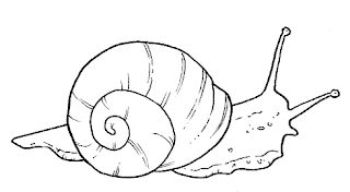 Caracol para pintar - Imagui