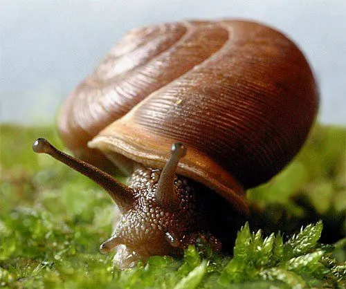 Caracoles