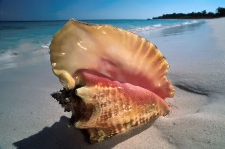 caracoles y conchas de mar. - Taringa!