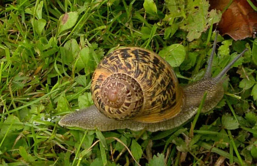 De caracoles, delincuentes y leyes de protección animal | Entre ... De caracoles, delincuentes y leyes de protección animal | Entre ...