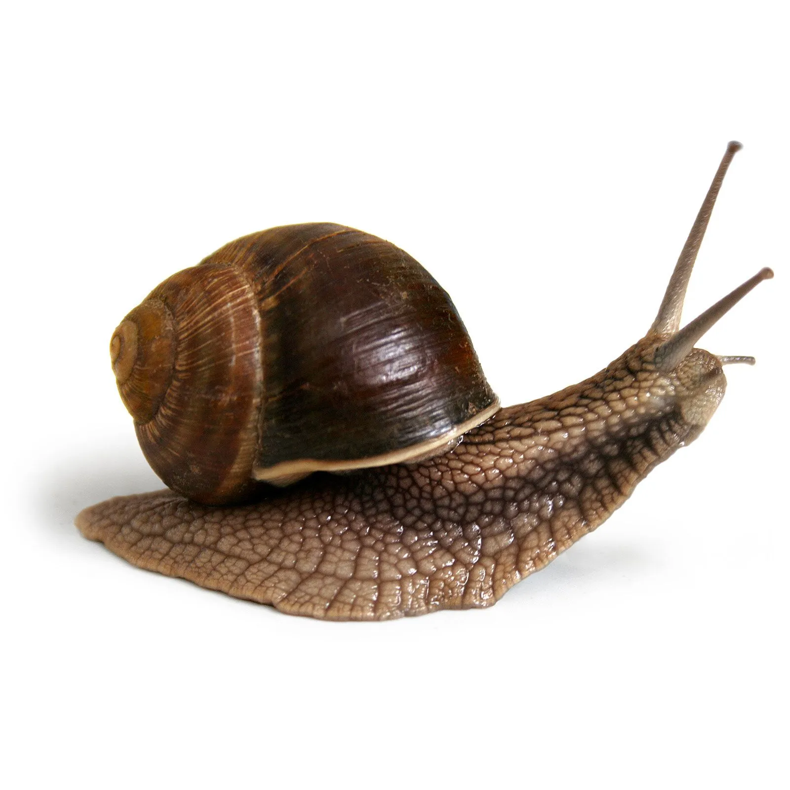 caracol.jpg caracol.jpg