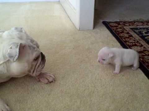 caracter del bulldog | facilisimo.com