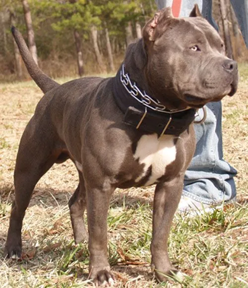 Caracteristicas Del APBT | foropitbullhonduras Caracteristicas Del APBT | foropitbullhonduras