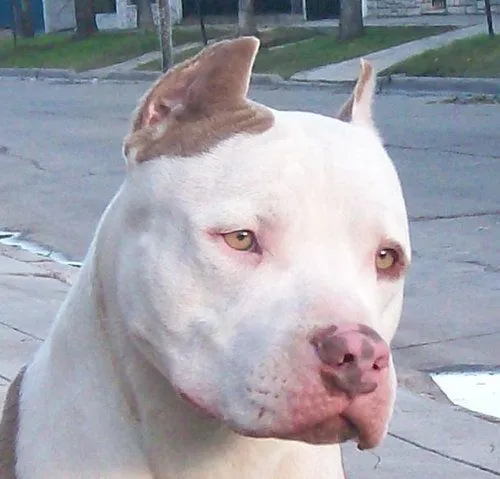 Caracteristicas Del APBT | foropitbullhonduras Caracteristicas Del APBT | foropitbullhonduras