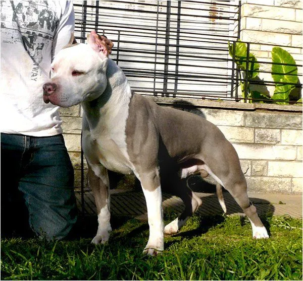 Caracteristicas Del APBT | foropitbullhonduras Caracteristicas Del APBT | foropitbullhonduras